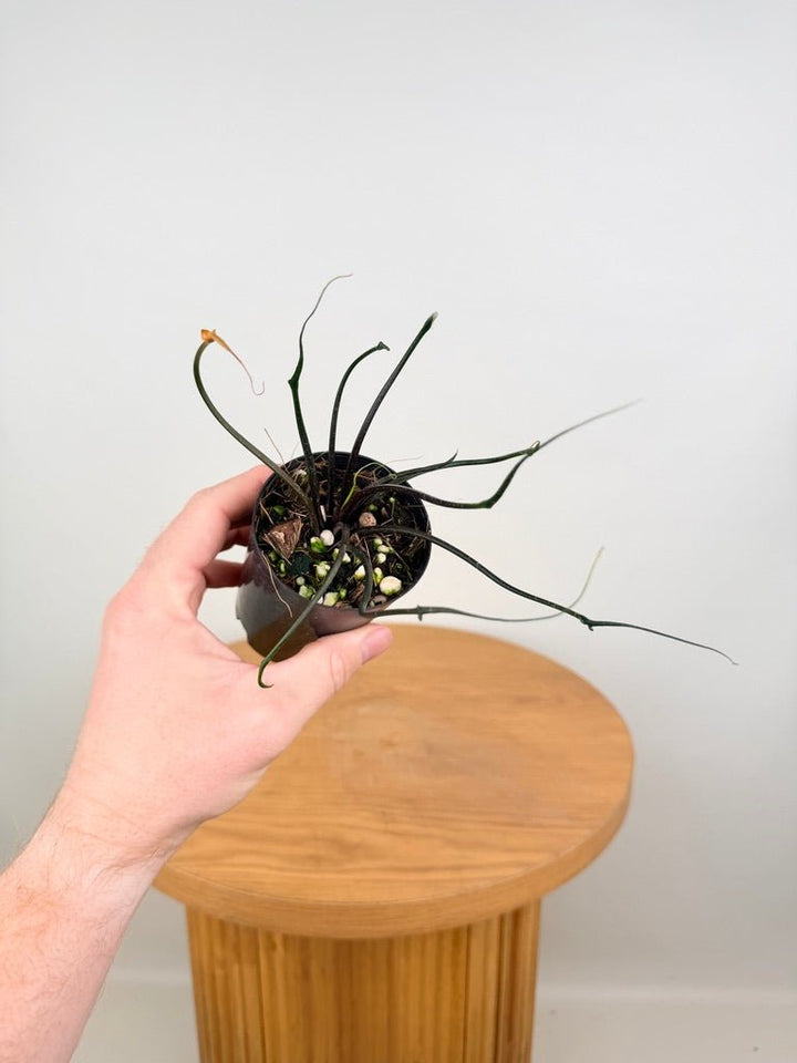 Alocasia Plumbea - Flying Squid 🦑 | Uprooted