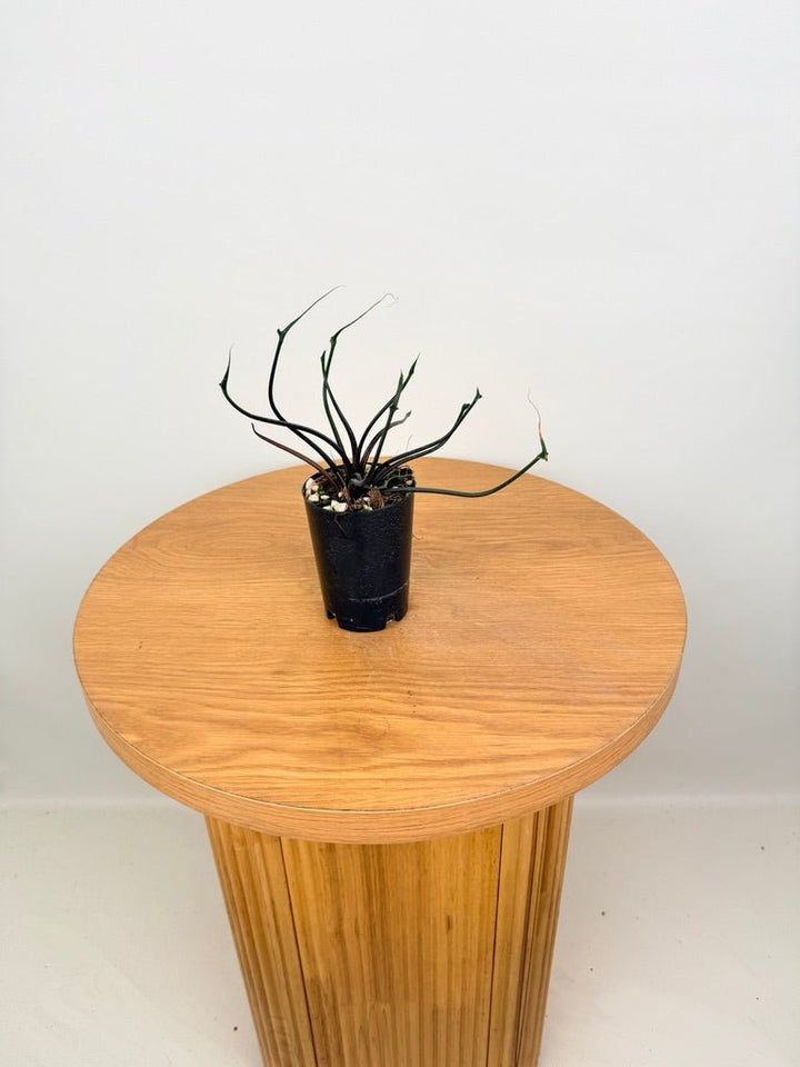 Alocasia Plumbea - Flying Squid 🦑 | Uprooted