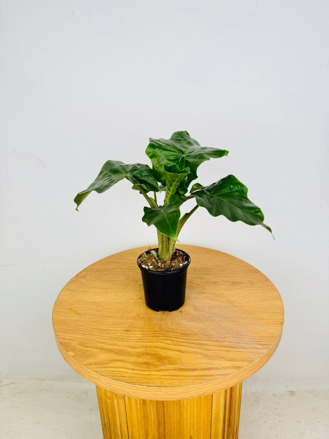 Alocasia Portei X Odora - Low Rider | Uprooted