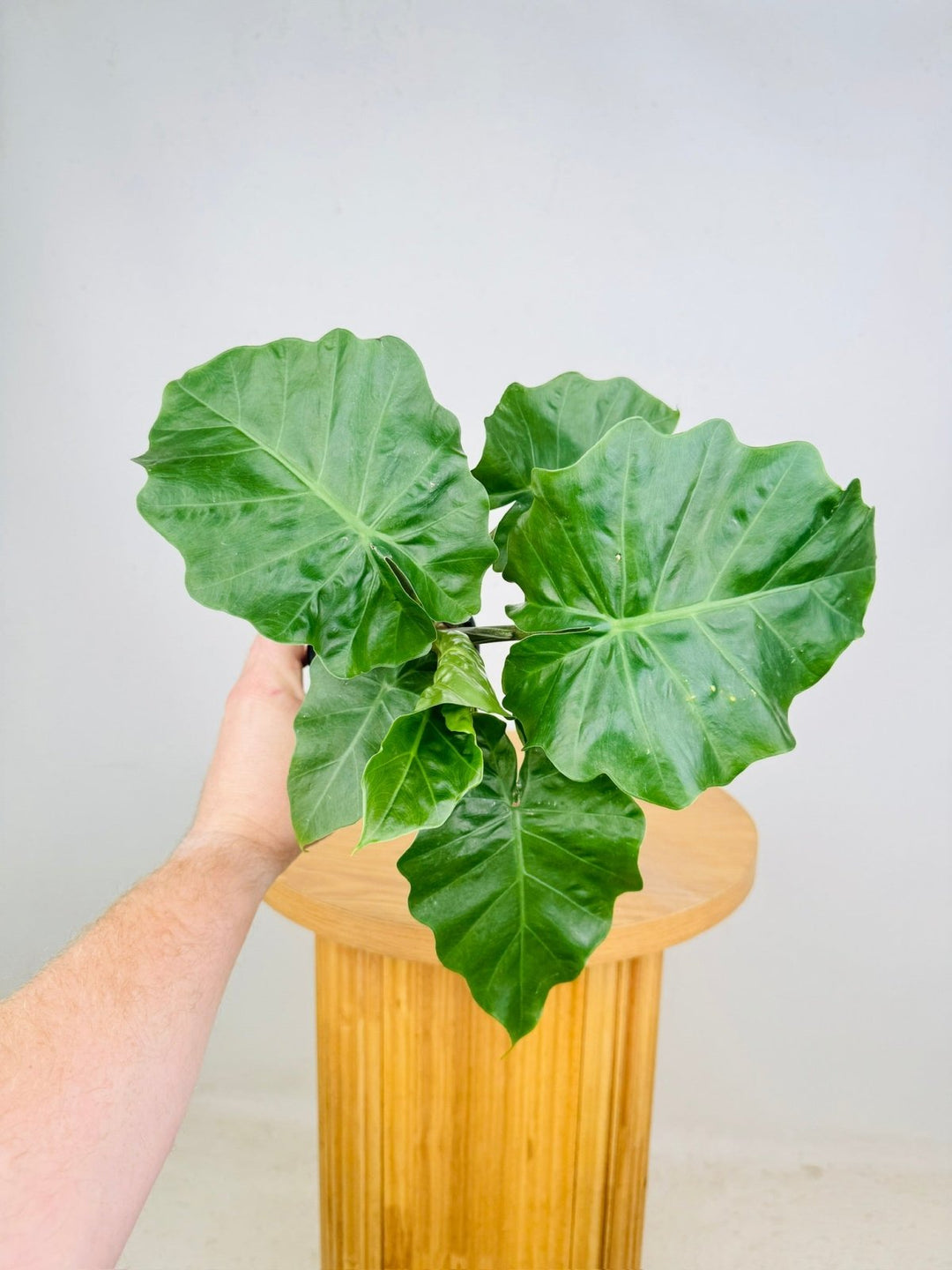 Alocasia Portei X Odora - Low Rider | Uprooted