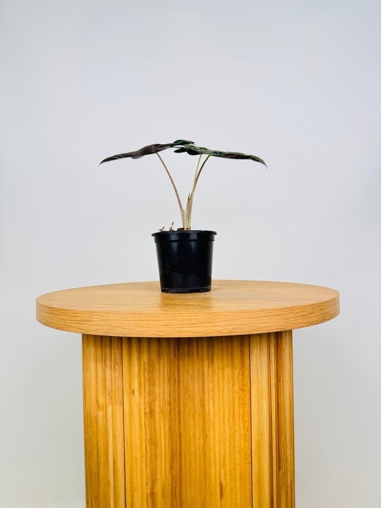 Alocasia Pseudo Sanderiana | Uprooted