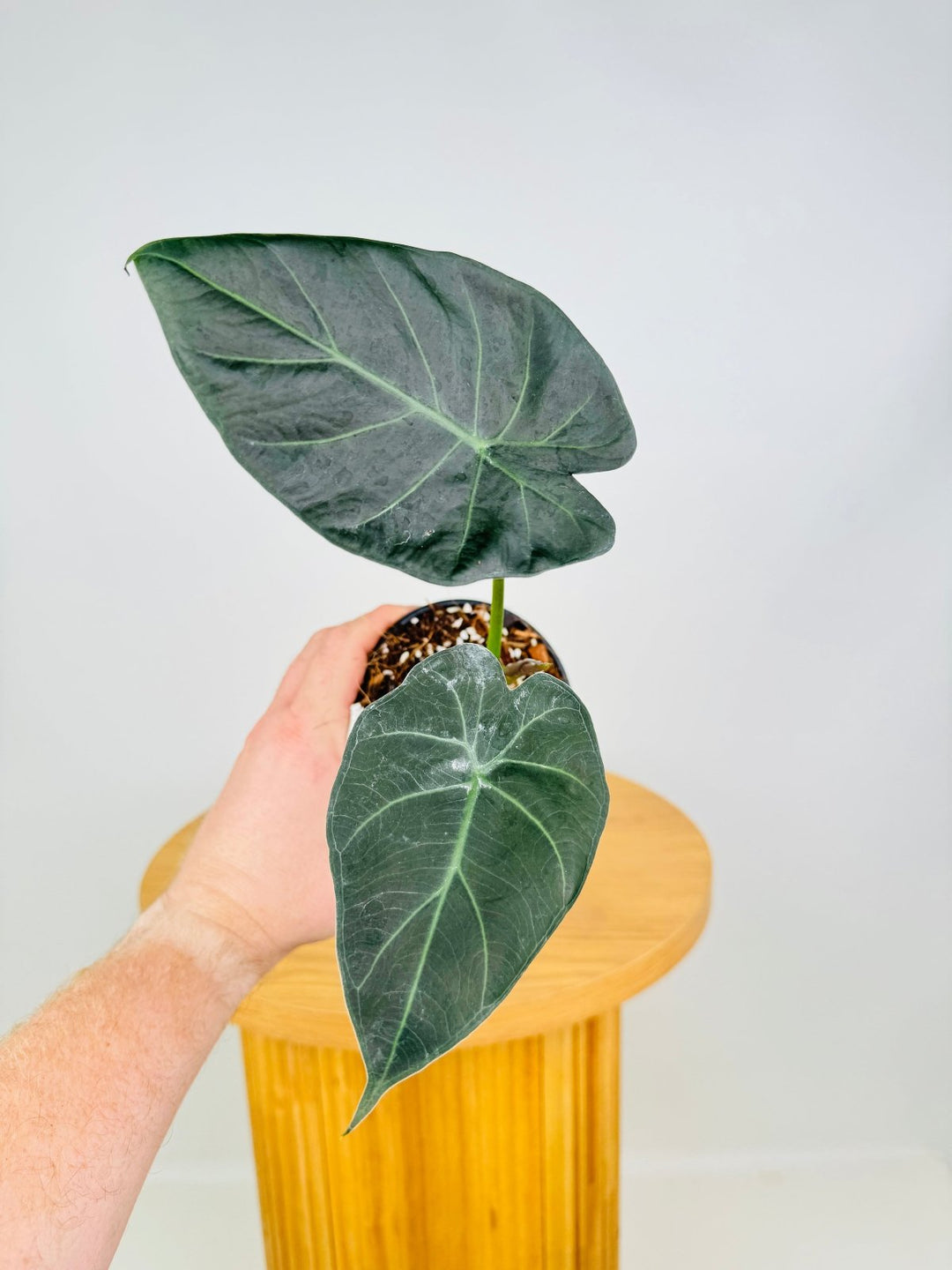 philodendron regal shield Alocasia Regal Shields | Uprooted
