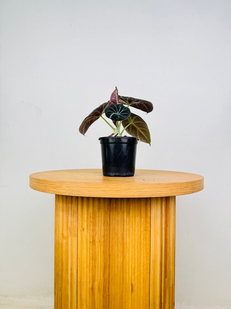 Alocasia Reginula - Black Velvet | Uprooted