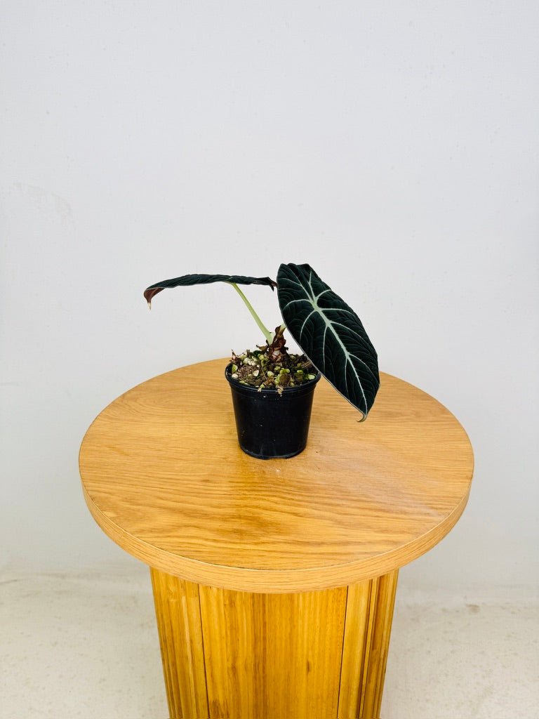 Alocasia Reginula - Black Velvet | Uprooted
