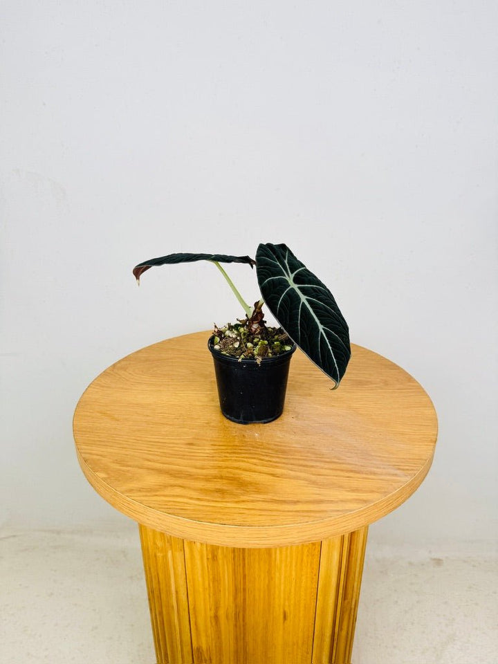 Alocasia Reginula - Black Velvet | Uprooted