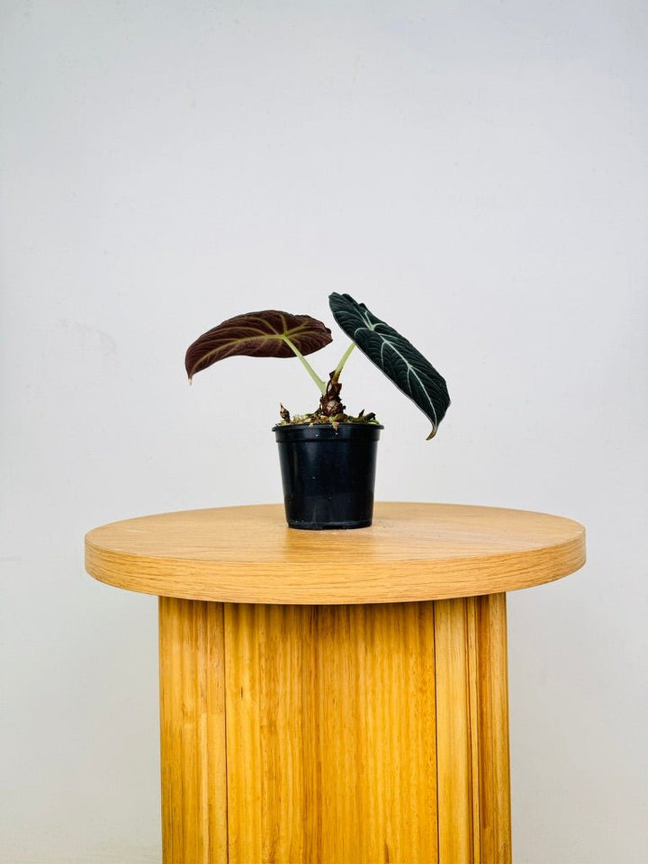 Alocasia Reginula - Black Velvet | Uprooted