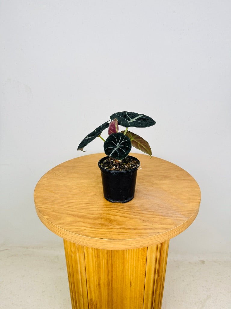 Alocasia Reginula - Black Velvet | Uprooted