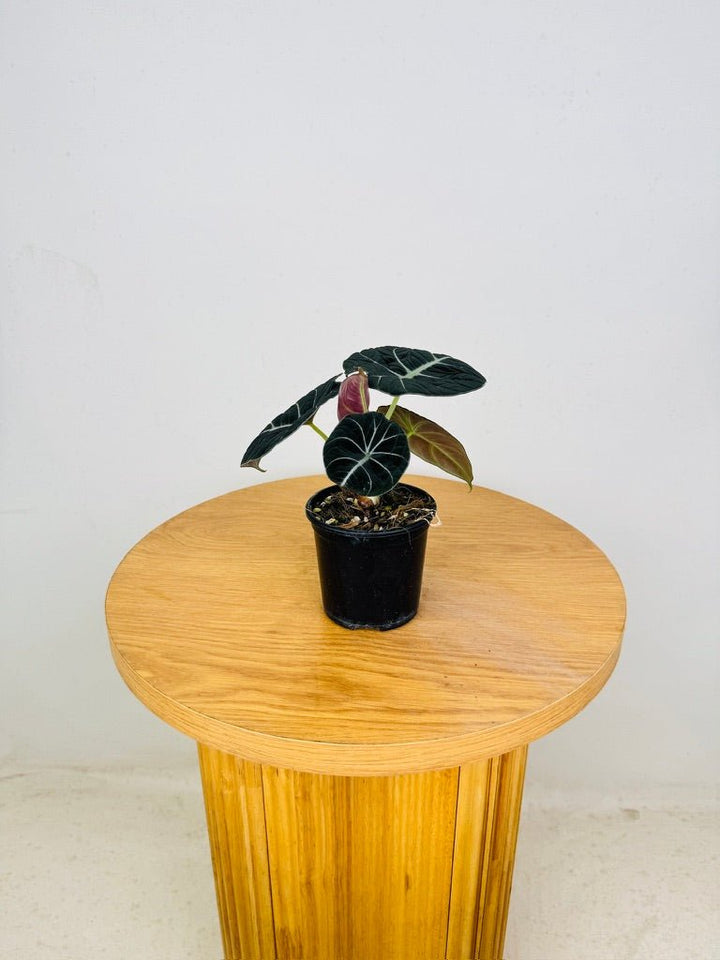 Alocasia Reginula - Black Velvet | Uprooted
