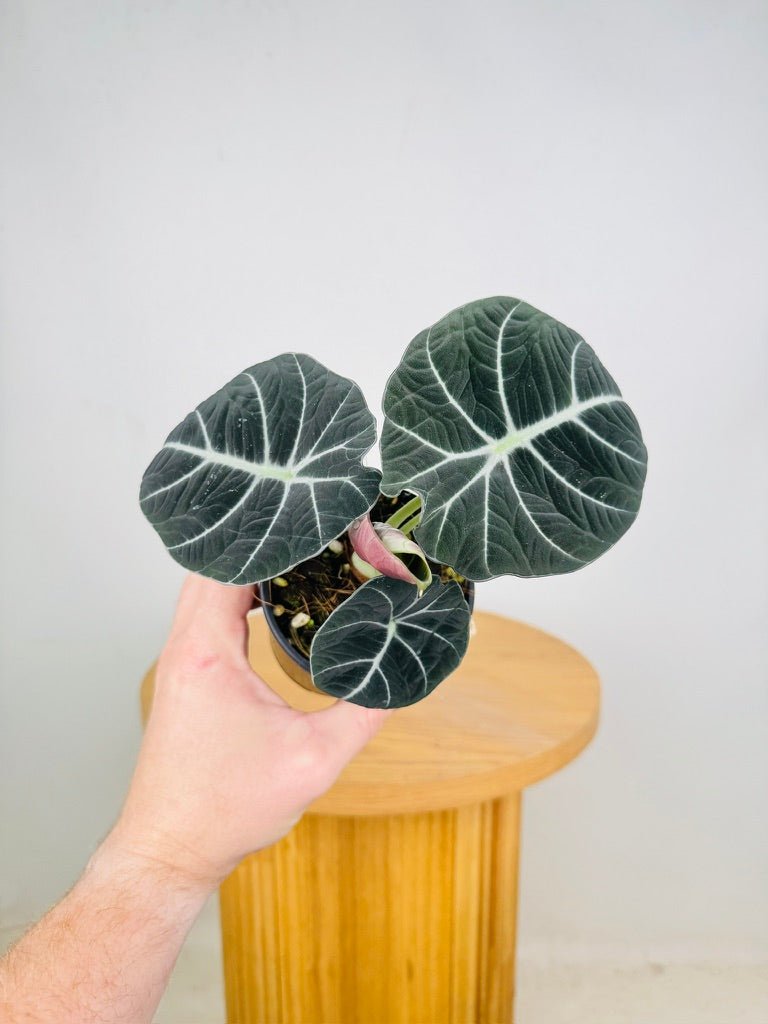 Alocasia Reginula - Black Velvet | Uprooted