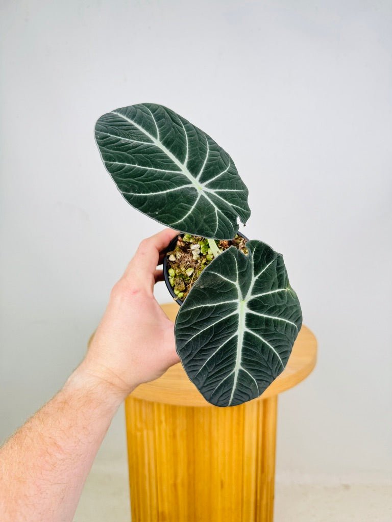 Alocasia Reginula - Black Velvet | Uprooted