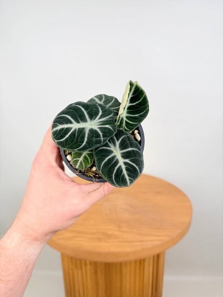 Alocasia Reginula - Ninja | Uprooted