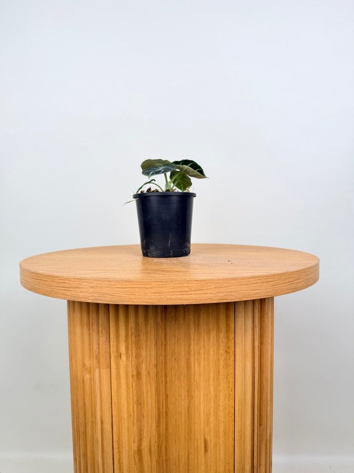 Alocasia Reginula - Ninja | Uprooted