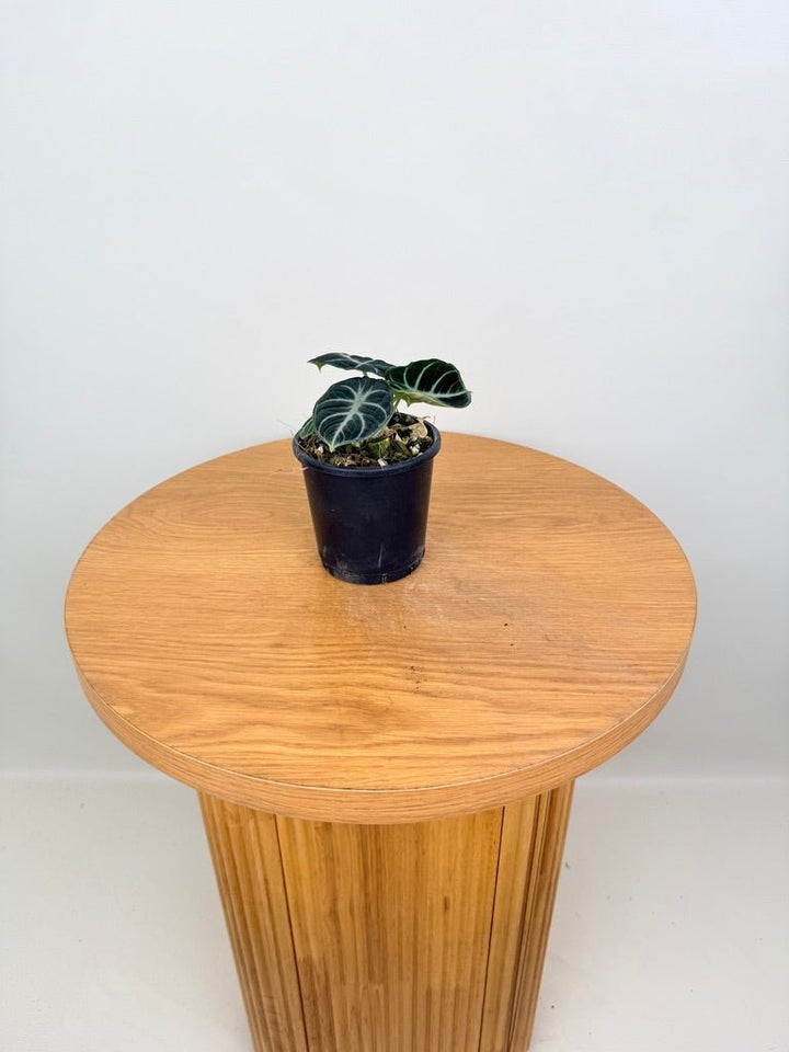 Alocasia Reginula - Ninja | Uprooted