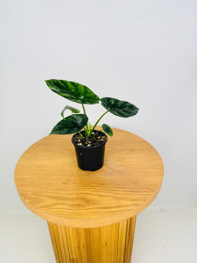 Alocasia Sinuata | Uprooted
