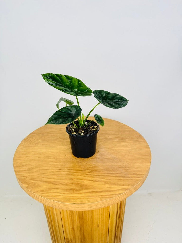 Alocasia Sinuata | Uprooted
