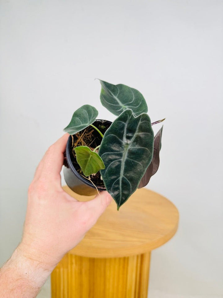 Alocasia Suhirmaniana | Uprooted