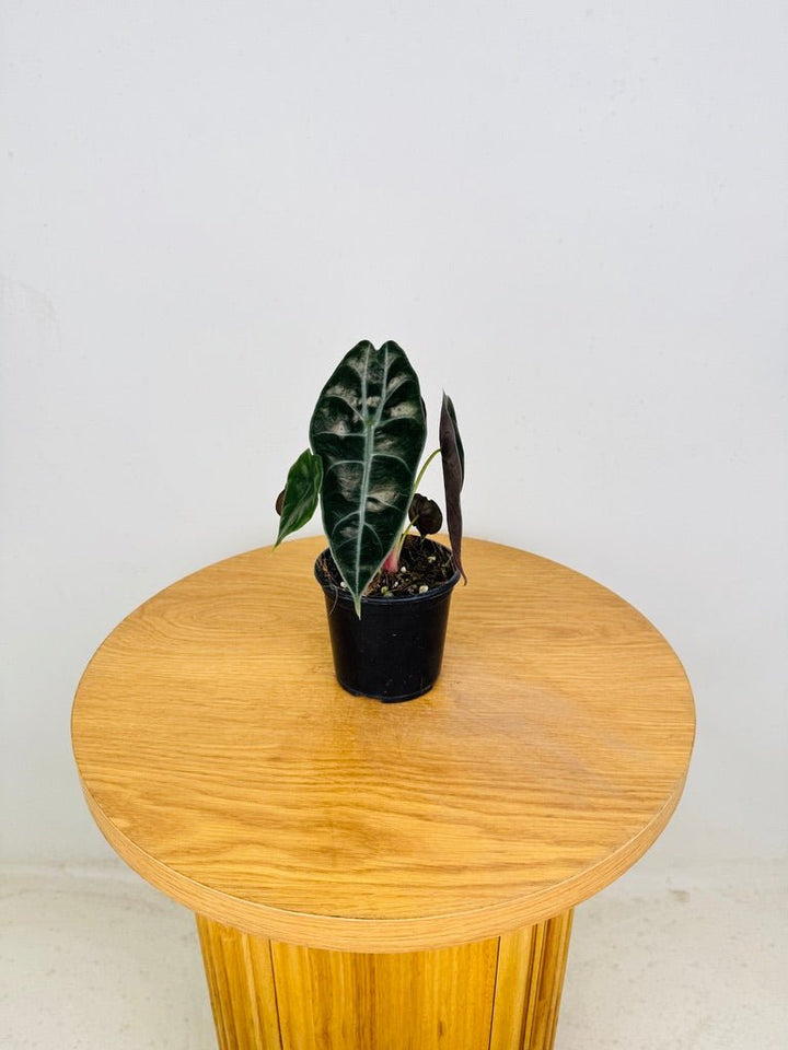Alocasia Suhirmaniana | Uprooted