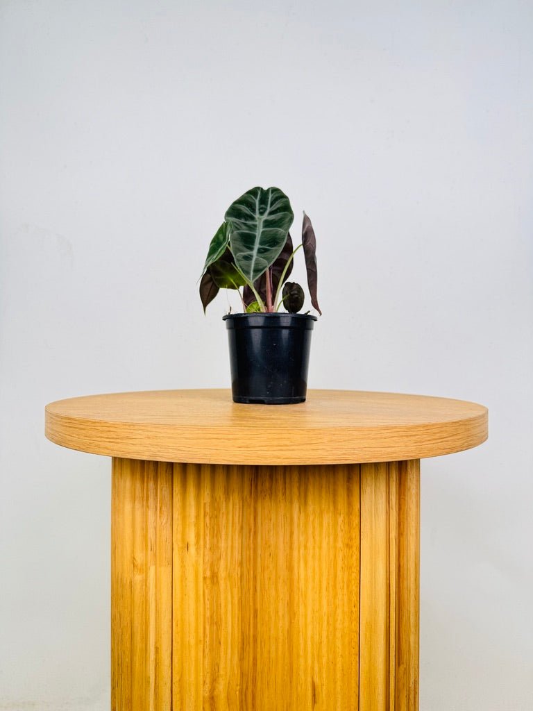 Alocasia Suhirmaniana | Uprooted