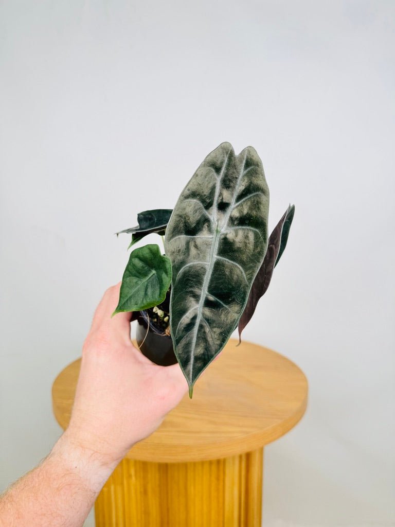 Alocasia Suhirmaniana | Uprooted