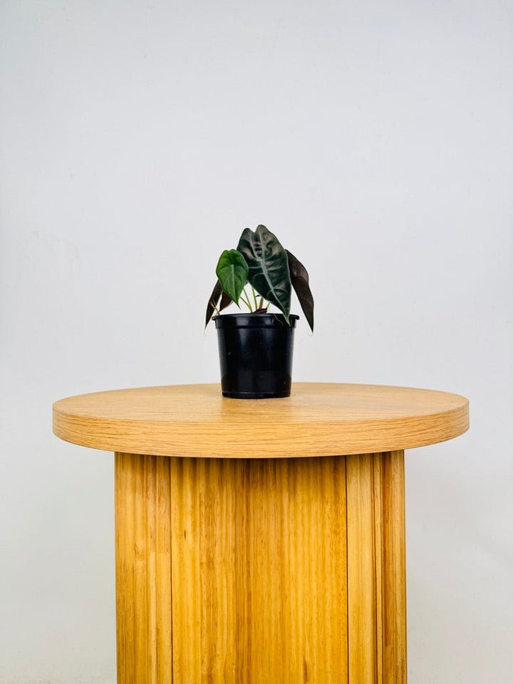 Alocasia Suhirmaniana | Uprooted