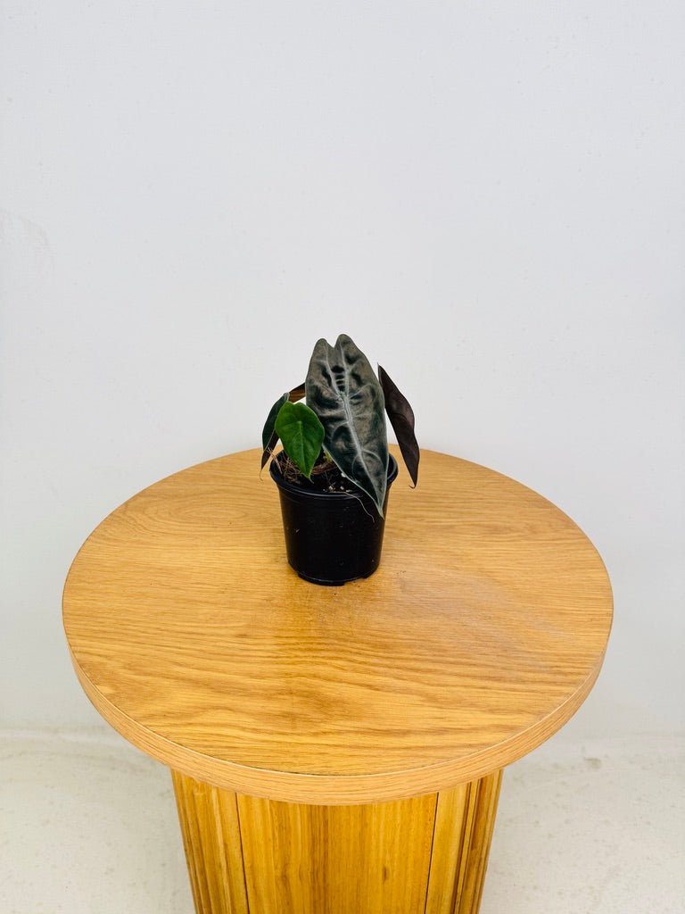 Alocasia Suhirmaniana | Uprooted
