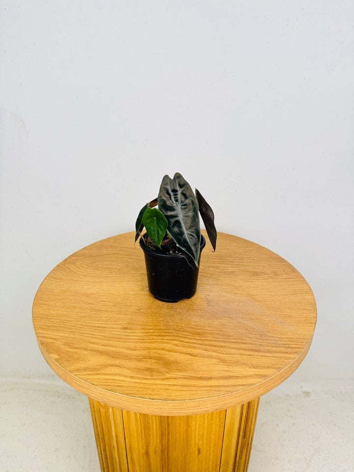 Alocasia Suhirmaniana | Uprooted