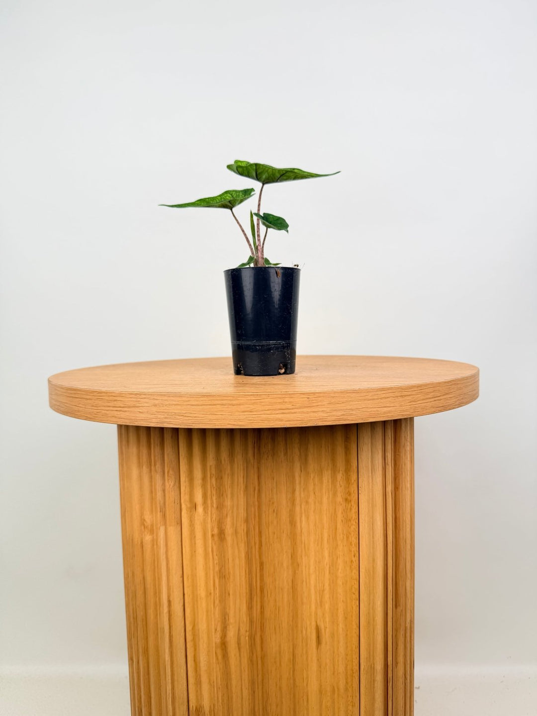 Alocasia Tandurusa [Alocasia Jacklyn] | Uprooted