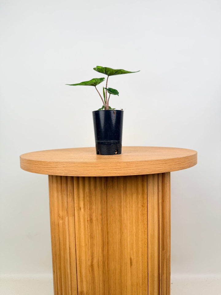 Alocasia Tandurusa [Alocasia Jacklyn] | Uprooted