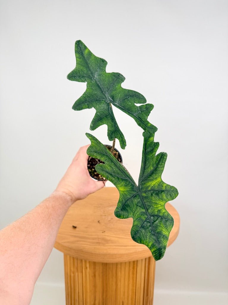 Alocasia Tandurusa [Alocasia Jacklyn] | Uprooted