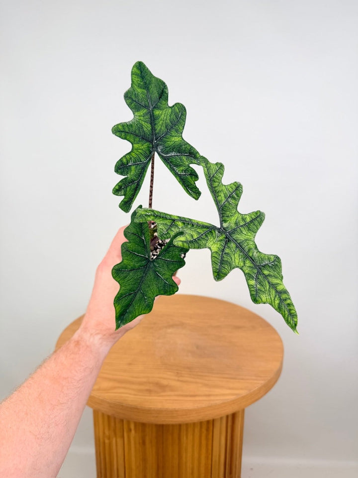Alocasia Tandurusa [Alocasia Jacklyn] | Uprooted