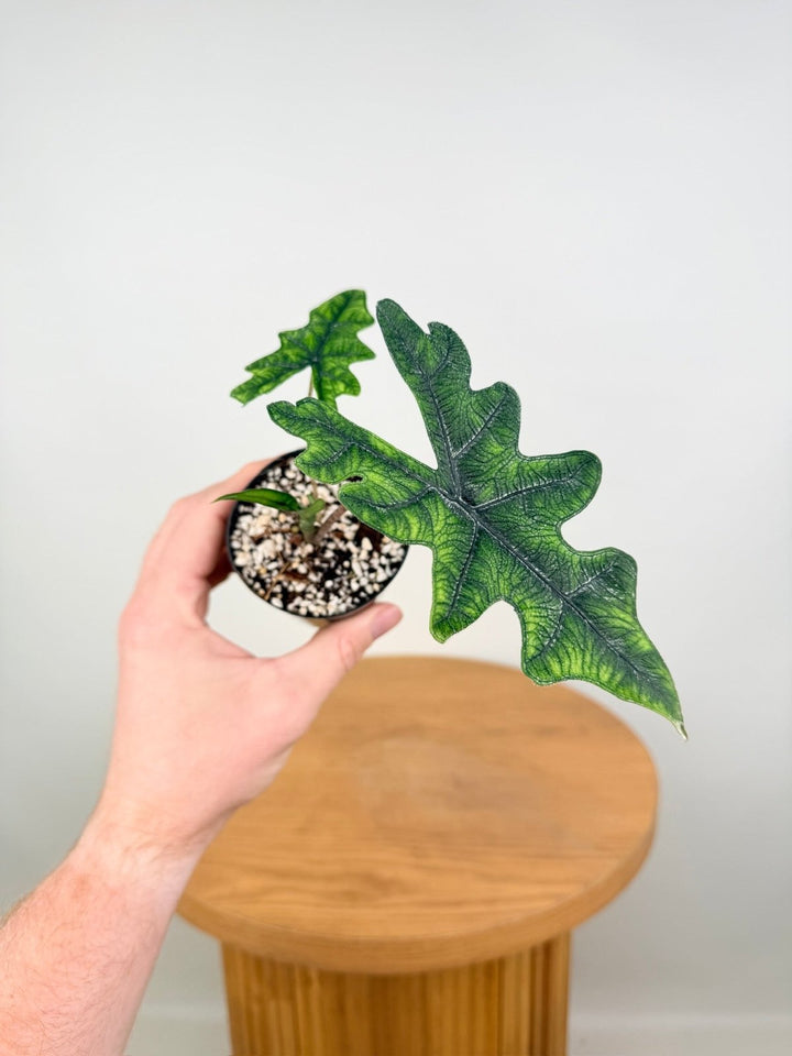 Alocasia Tandurusa [Alocasia Jacklyn] | Uprooted