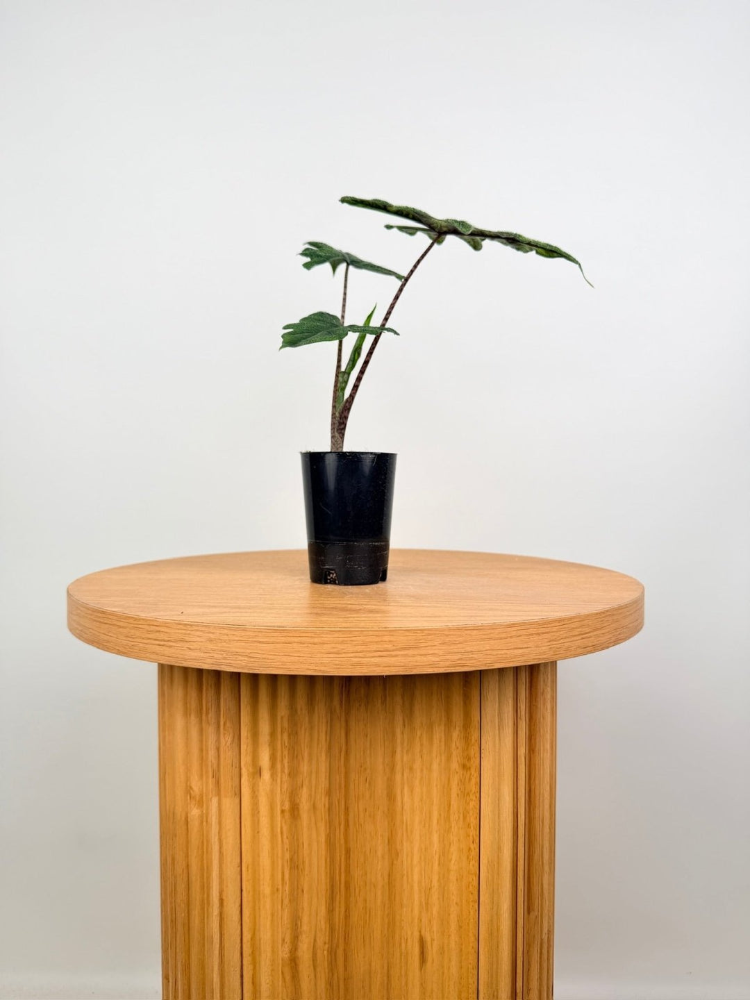 Alocasia Tandurusa [Alocasia Jacklyn] | Uprooted