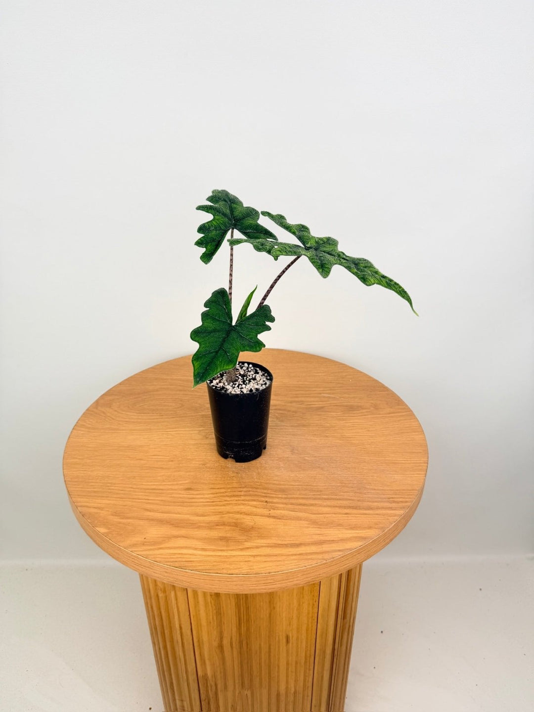 Alocasia Tandurusa [Alocasia Jacklyn] | Uprooted