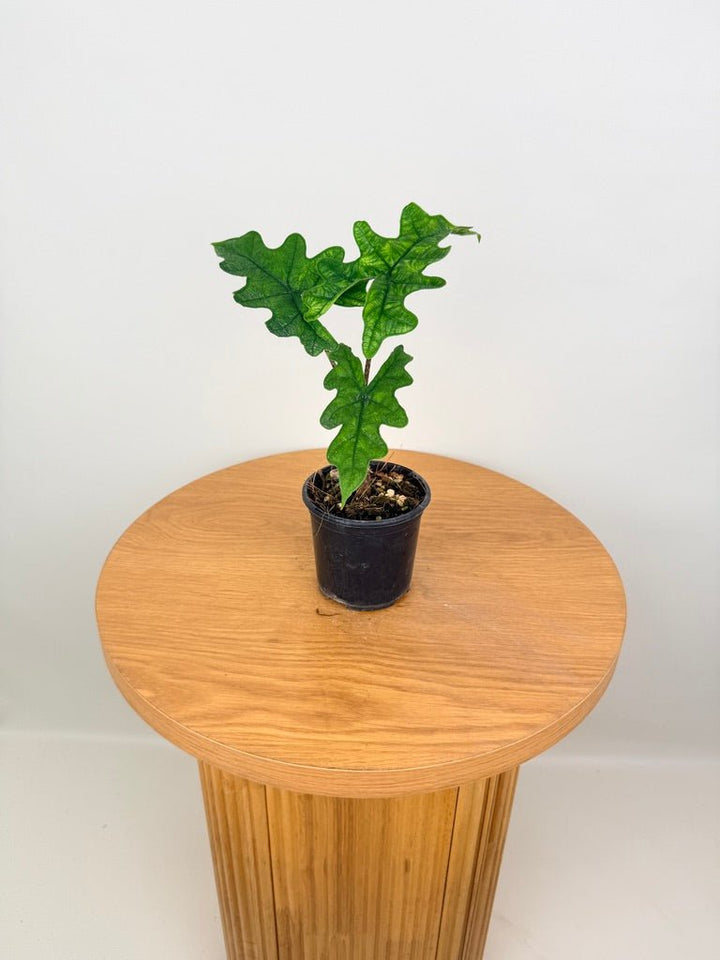 Alocasia Tandurusa [Alocasia Jacklyn] | Uprooted