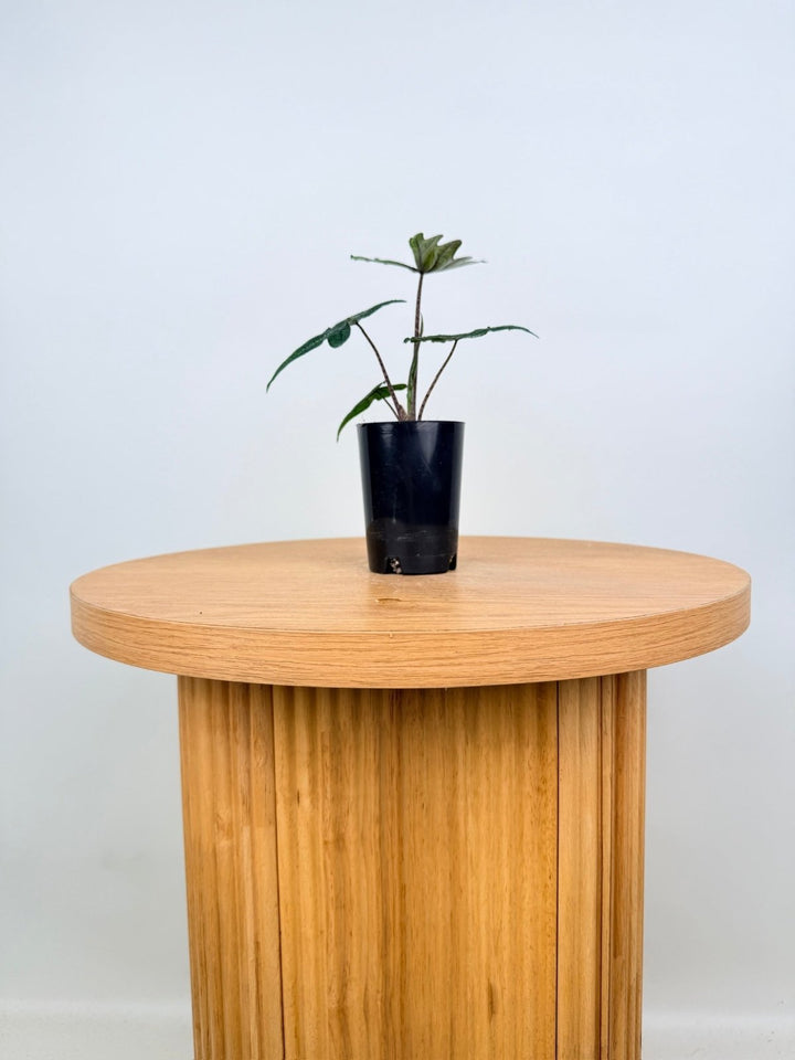 Alocasia Tandurusa [Alocasia Jacklyn] | Uprooted