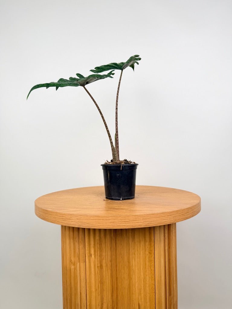 Alocasia Tandurusa [Alocasia Jacklyn] | Uprooted