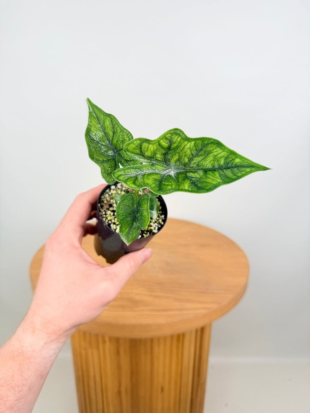 Alocasia Tandurusa [Alocasia Jacklyn] | Uprooted