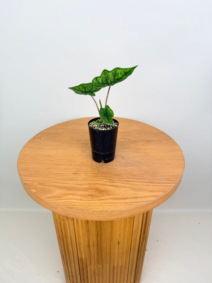 Alocasia Tandurusa [Alocasia Jacklyn] | Uprooted