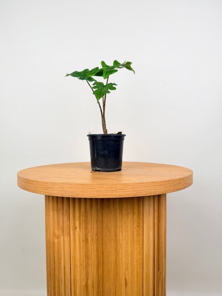 Alocasia Tandurusa [Alocasia Jacklyn] | Uprooted