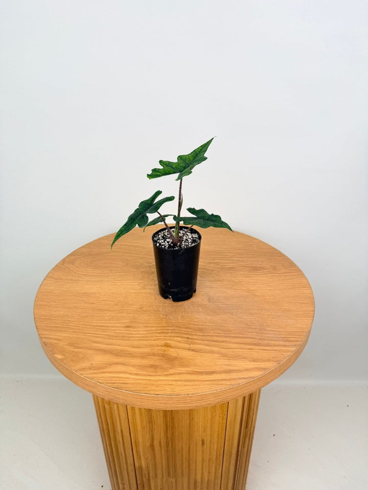 Alocasia Tandurusa [Alocasia Jacklyn] | Uprooted
