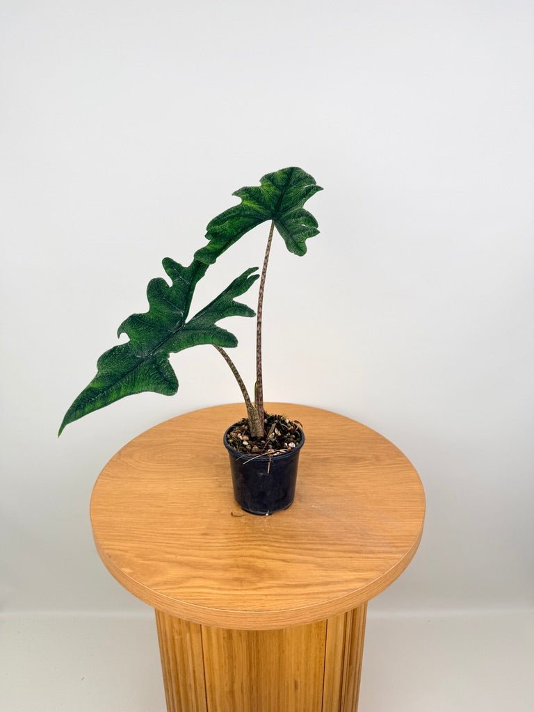 Alocasia Tandurusa [Alocasia Jacklyn] | Uprooted