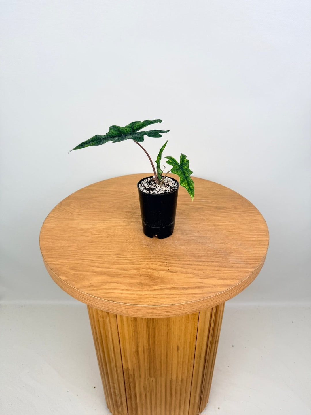 Alocasia Tandurusa [Alocasia Jacklyn] | Uprooted