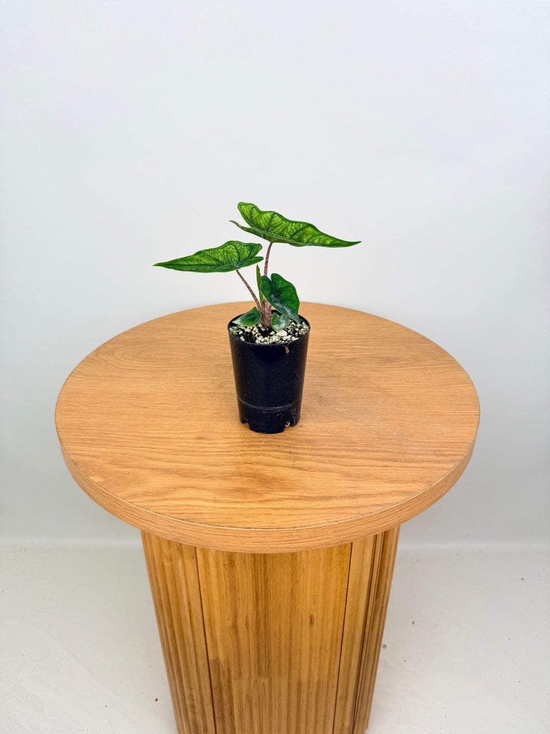 Alocasia Tandurusa [Alocasia Jacklyn] | Uprooted