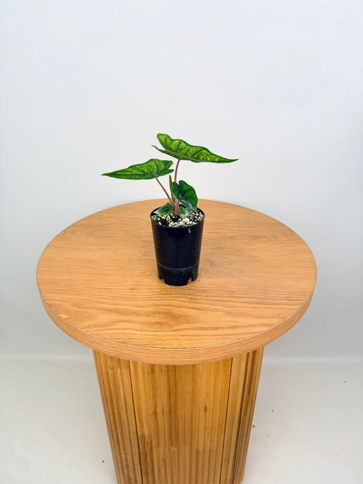 Alocasia Tandurusa [Alocasia Jacklyn] | Uprooted