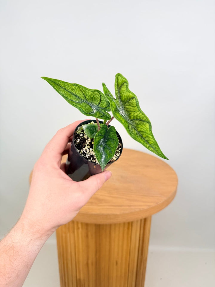 Alocasia Tandurusa [Alocasia Jacklyn] | Uprooted