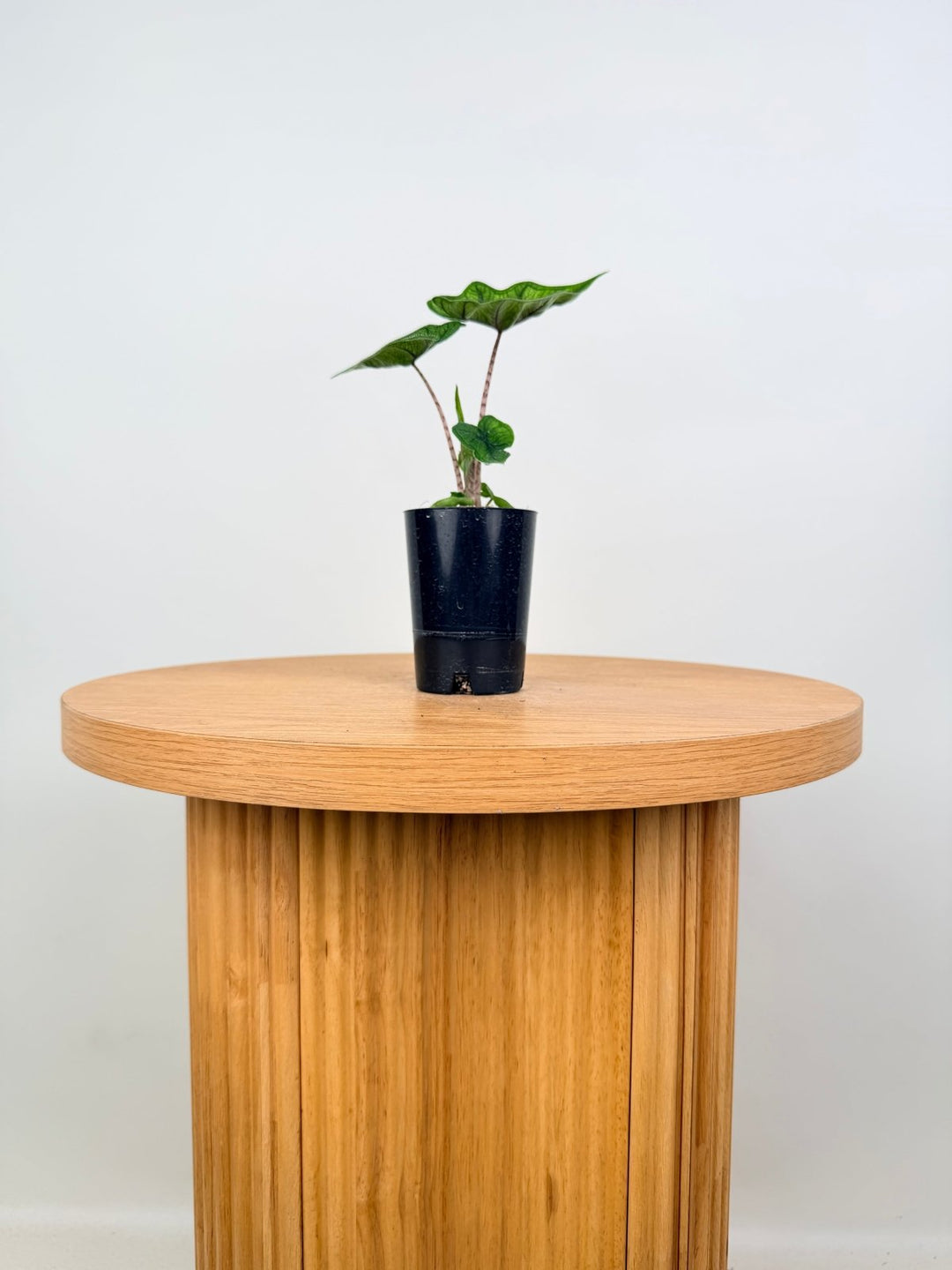 Alocasia Tandurusa [Alocasia Jacklyn] | Uprooted