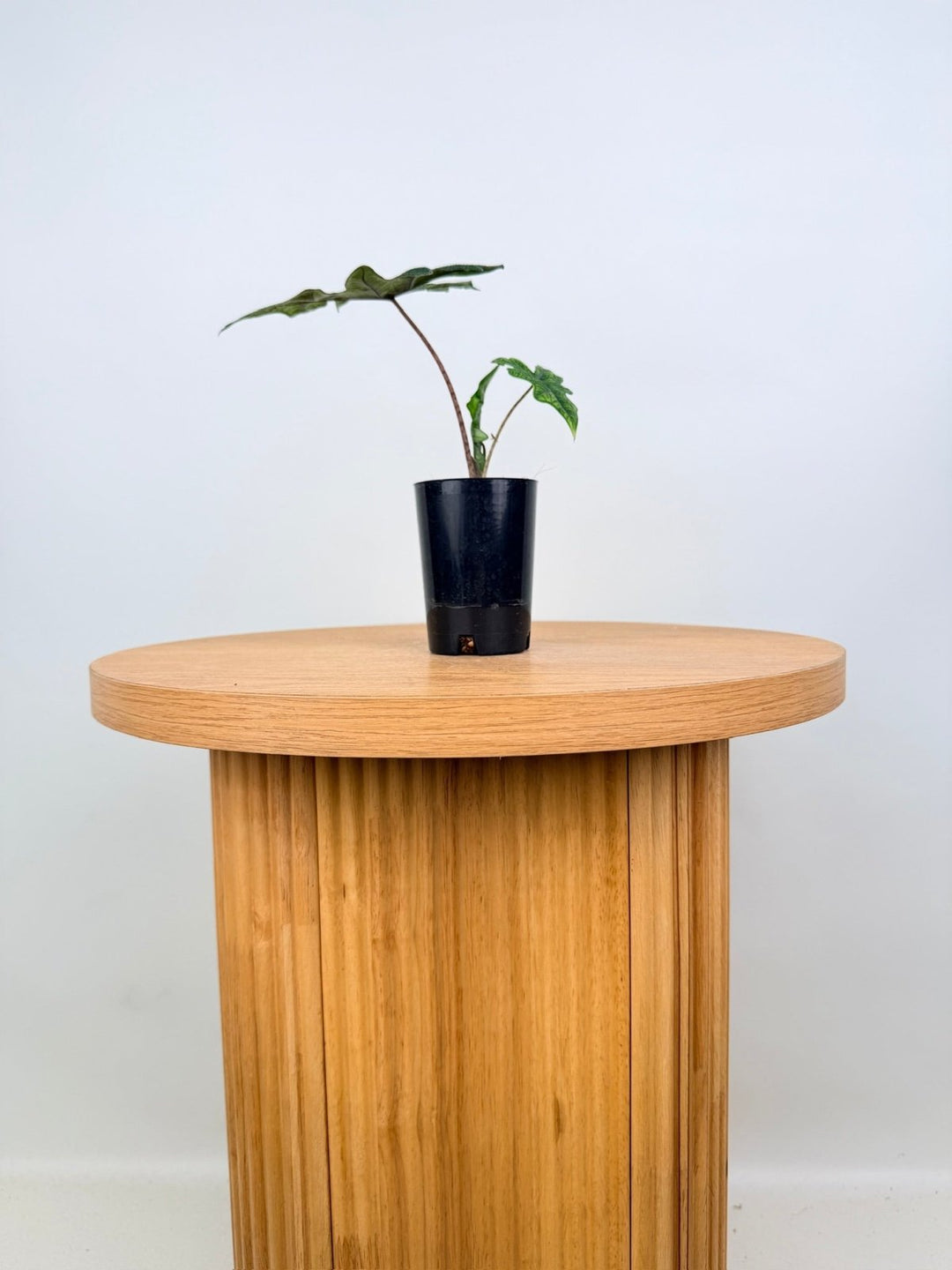 Alocasia Tandurusa [Alocasia Jacklyn] | Uprooted