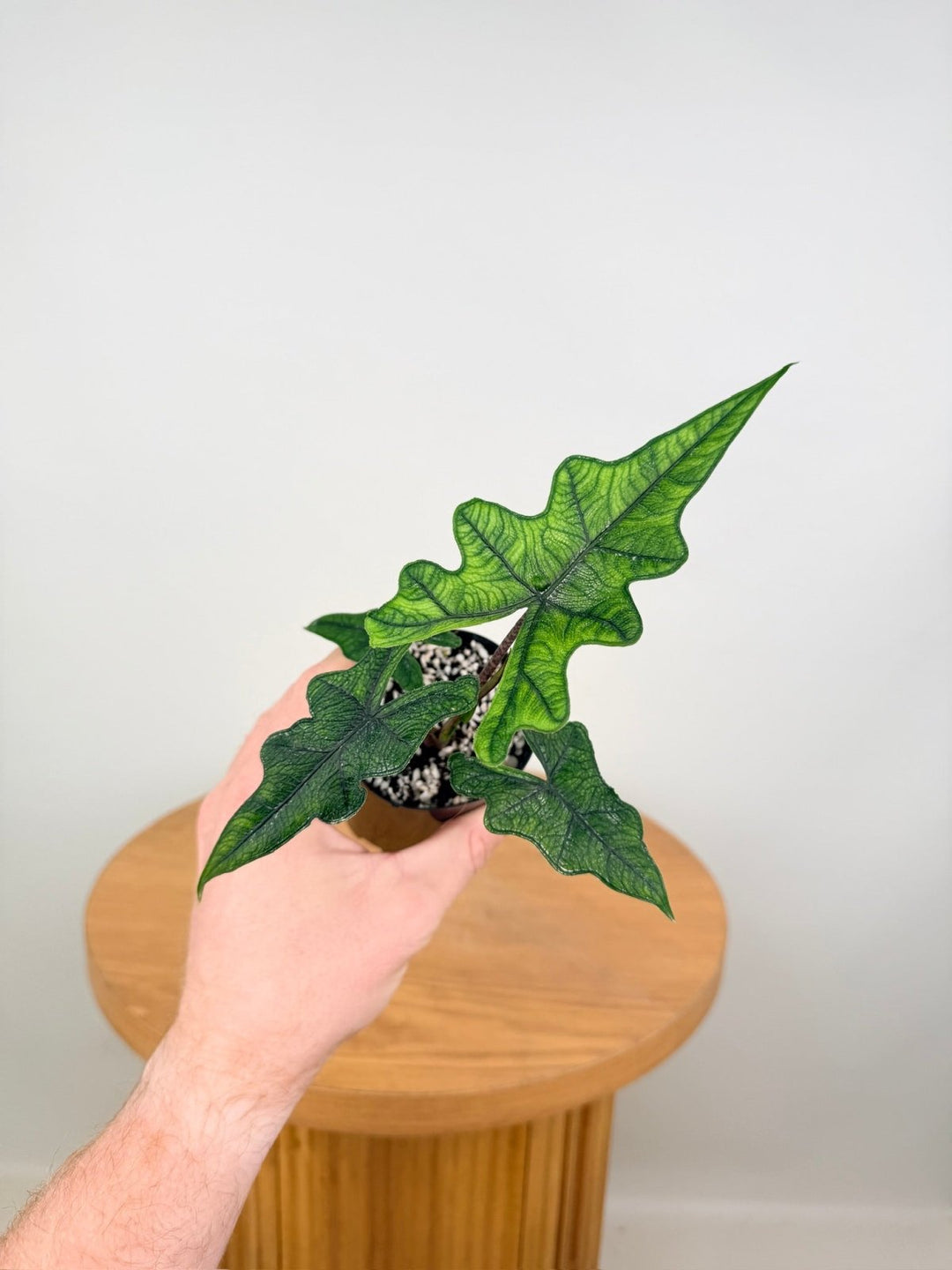 Alocasia Tandurusa [Alocasia Jacklyn] | Uprooted