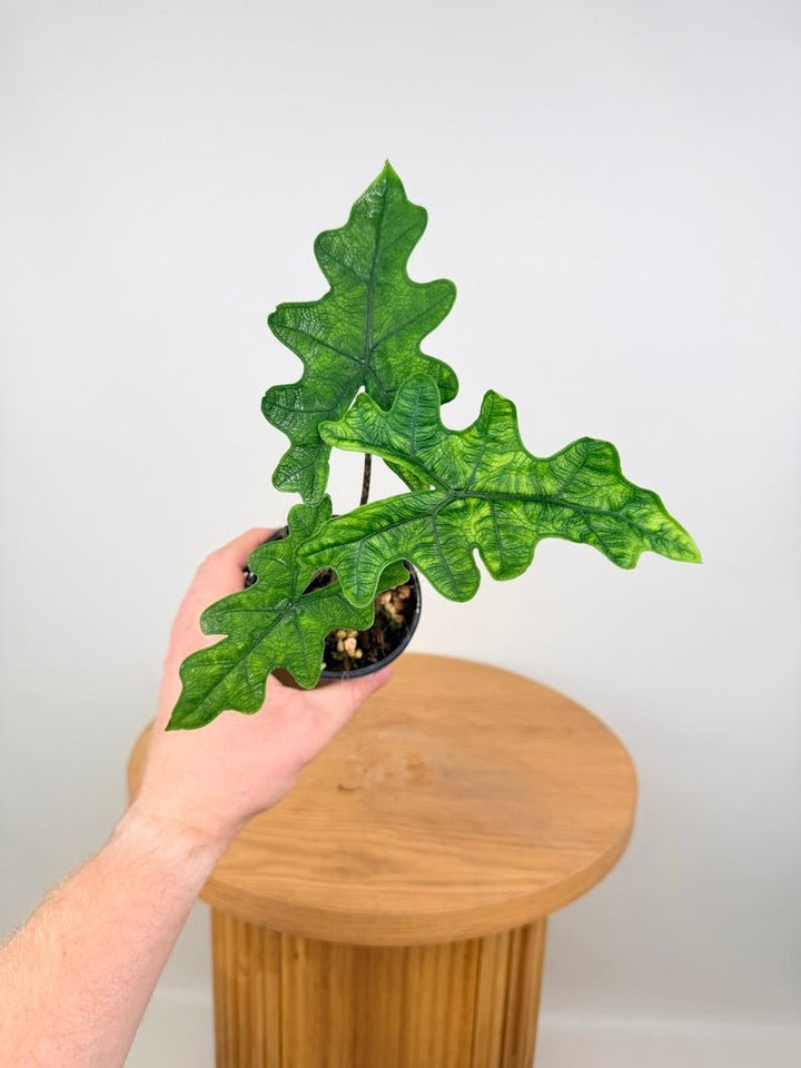 Alocasia Tandurusa [Alocasia Jacklyn] | Uprooted
