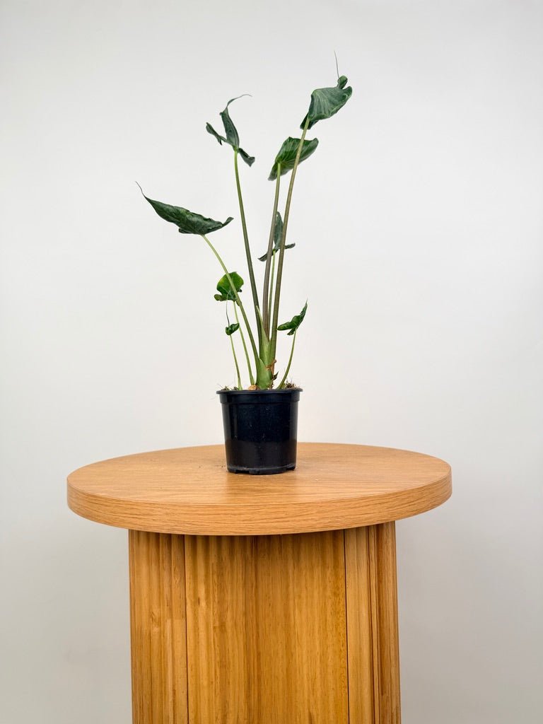 Alocasia Teletubbies | Uprooted